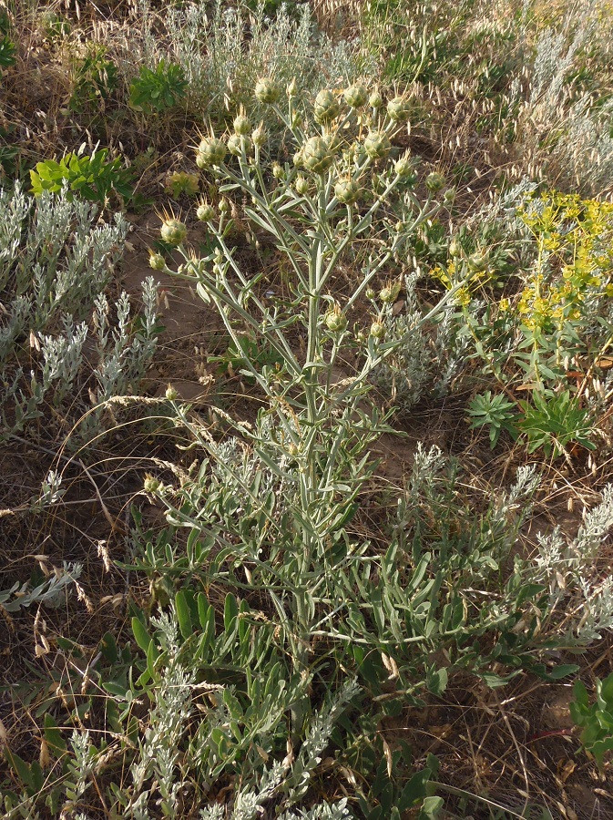 Image of Centaurea salonitana specimen.