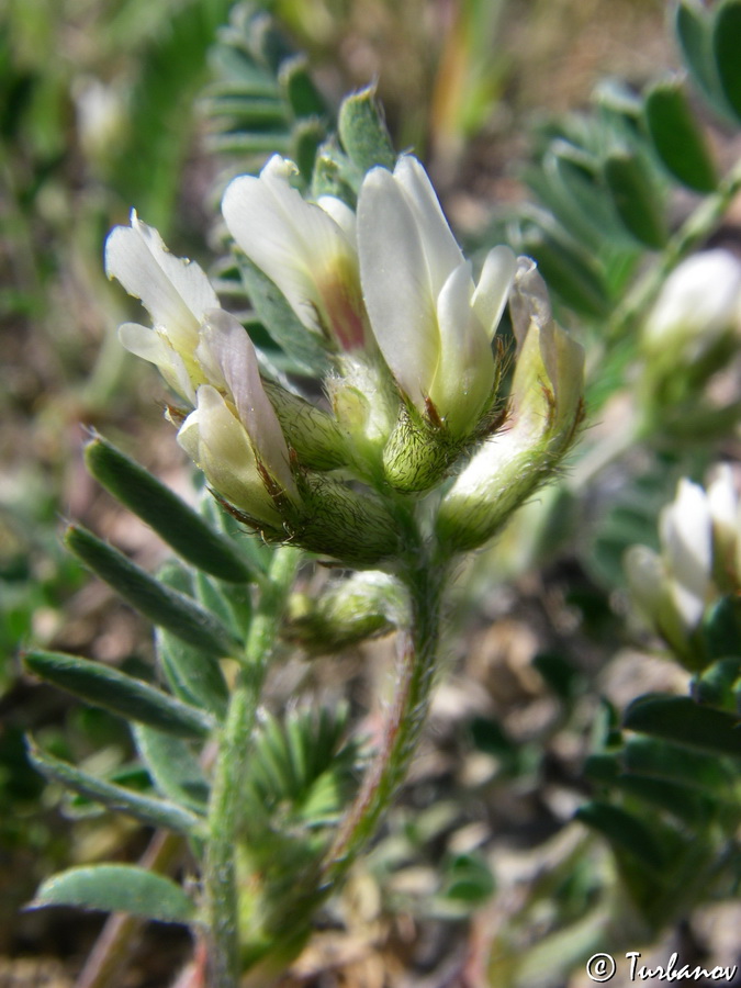 Изображение особи Astragalus hamosus.