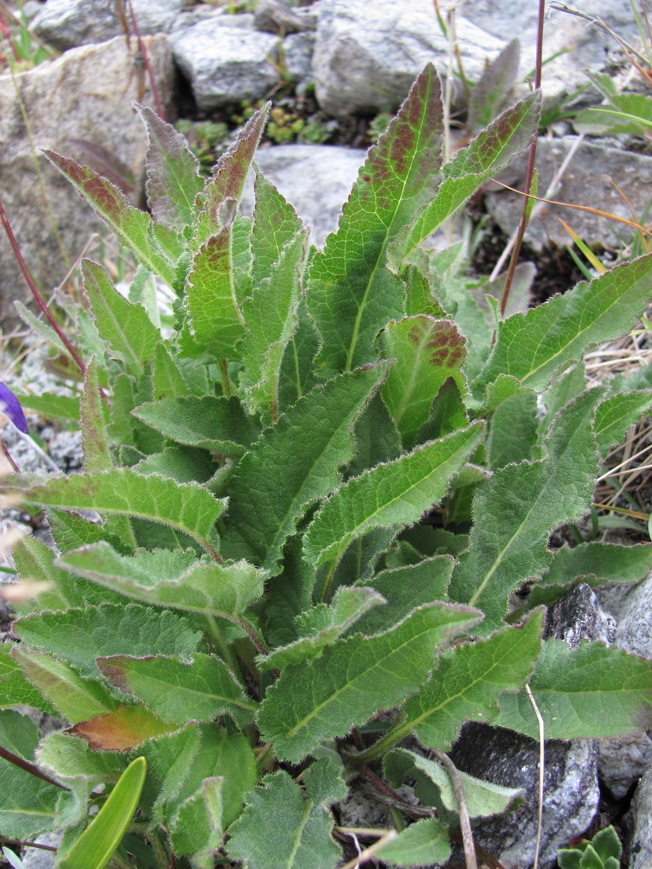 Изображение особи Campanula collina.