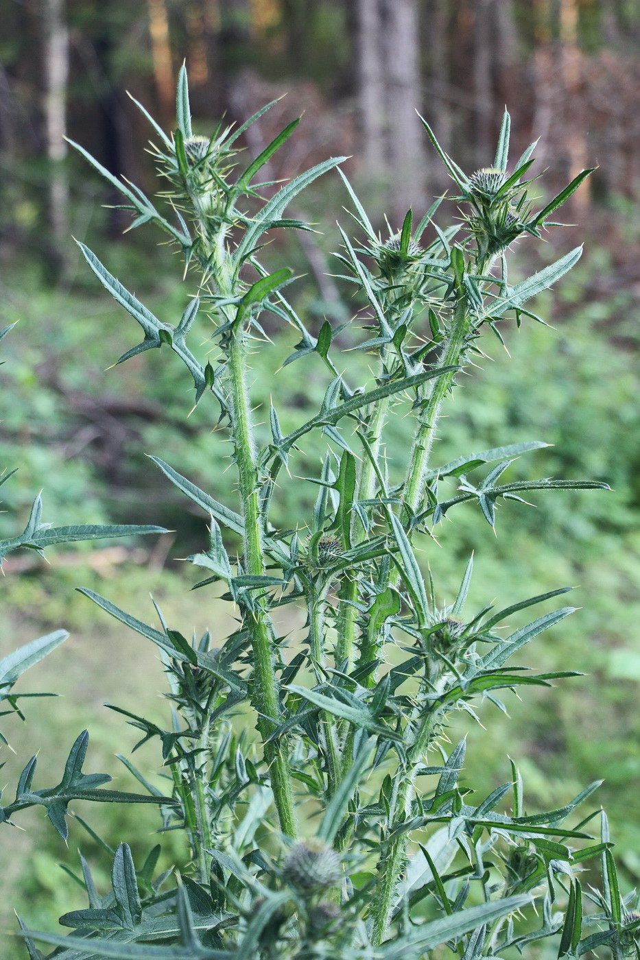 Image of Cirsium vulgare specimen.