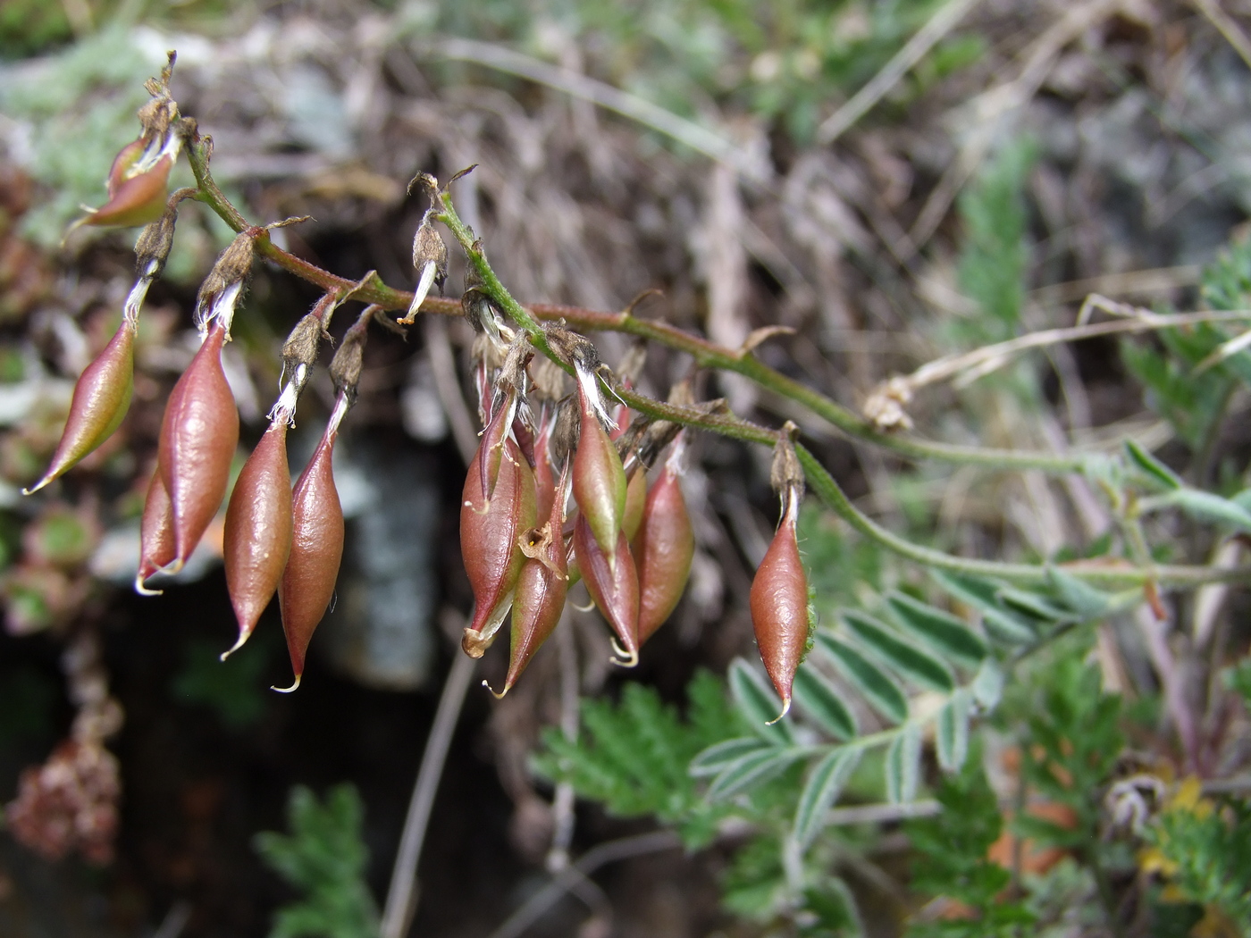 Изображение особи Astragalus tugarinovii.