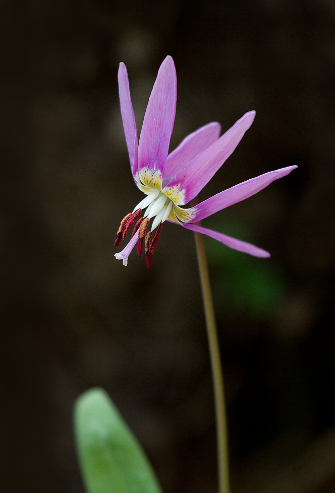 Изображение особи Erythronium sulevii.