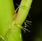 Jatropha gossypiifolia. Часть стебля с основанием листа. Израиль, впадина Мёртвого моря, киббуц Эйн-Геди. 25.04.2017.