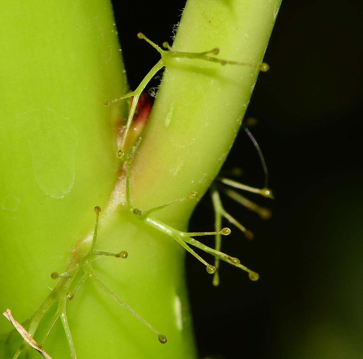 Image of Jatropha gossypiifolia specimen.