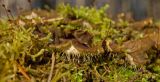 genus Peltigera. Часть слоевища на заросшем мхами поваленном дереве. Средний Урал, Пермский край, Добрянский р-н, 5 км от ст. Ярино, смешанный лес. 14 октября 2017 г.