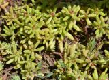 Sedum alberti