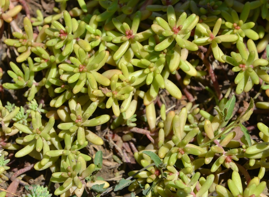Image of Sedum alberti specimen.