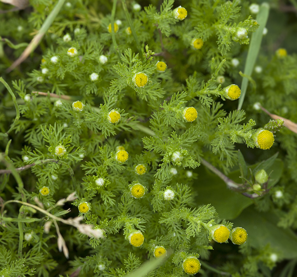 Image of Matricaria discoidea specimen.