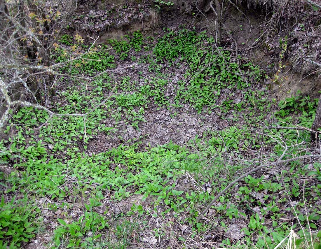 Изображение особи Campanula rapunculoides.