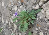 Campanula woronowii