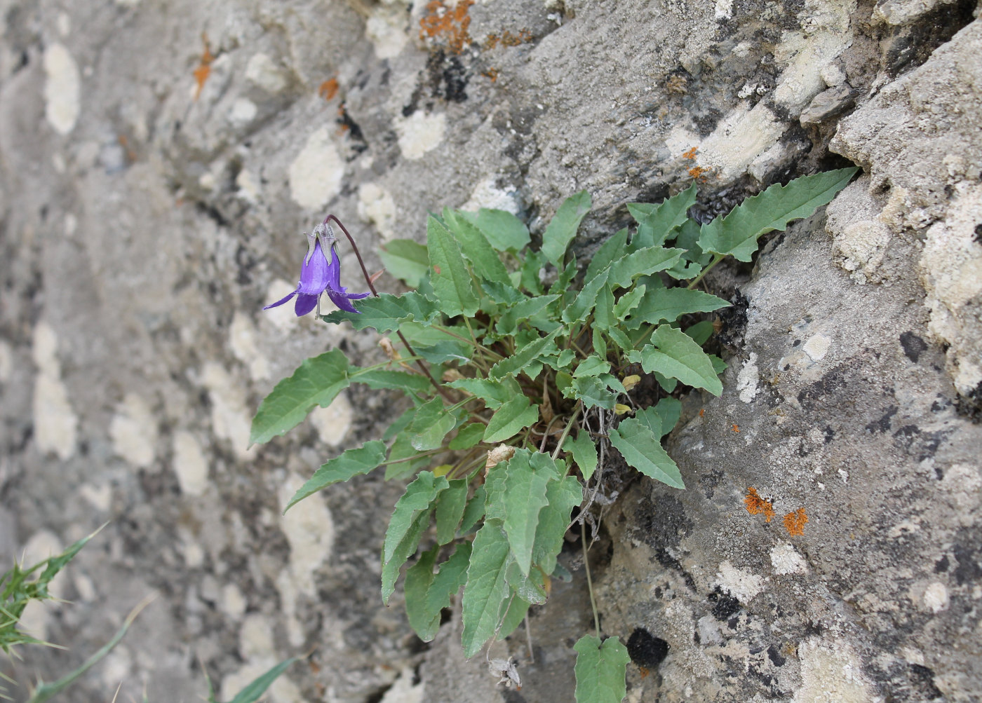 Image of Campanula woronowii specimen.