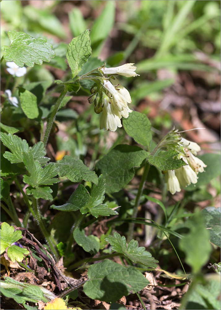 Изображение особи Symphytum grandiflorum.