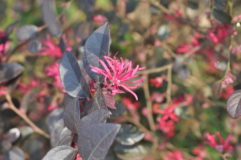 Image of Loropetalum chinense var. rubrum specimen.