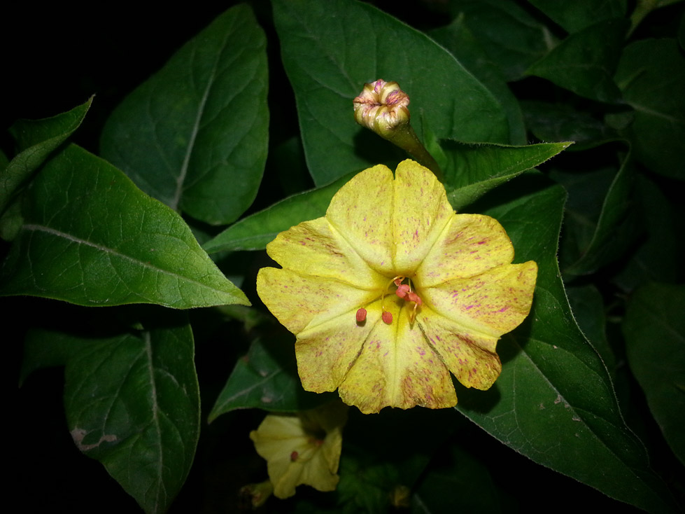 Image of Mirabilis jalapa specimen.