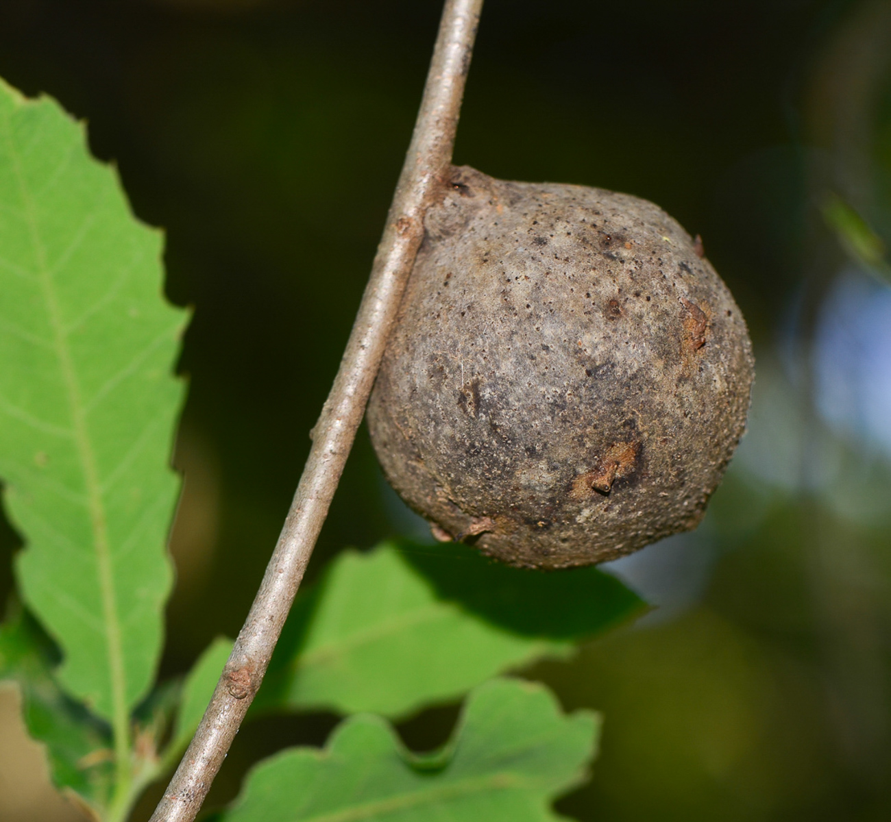 Image of Quercus boissieri specimen.