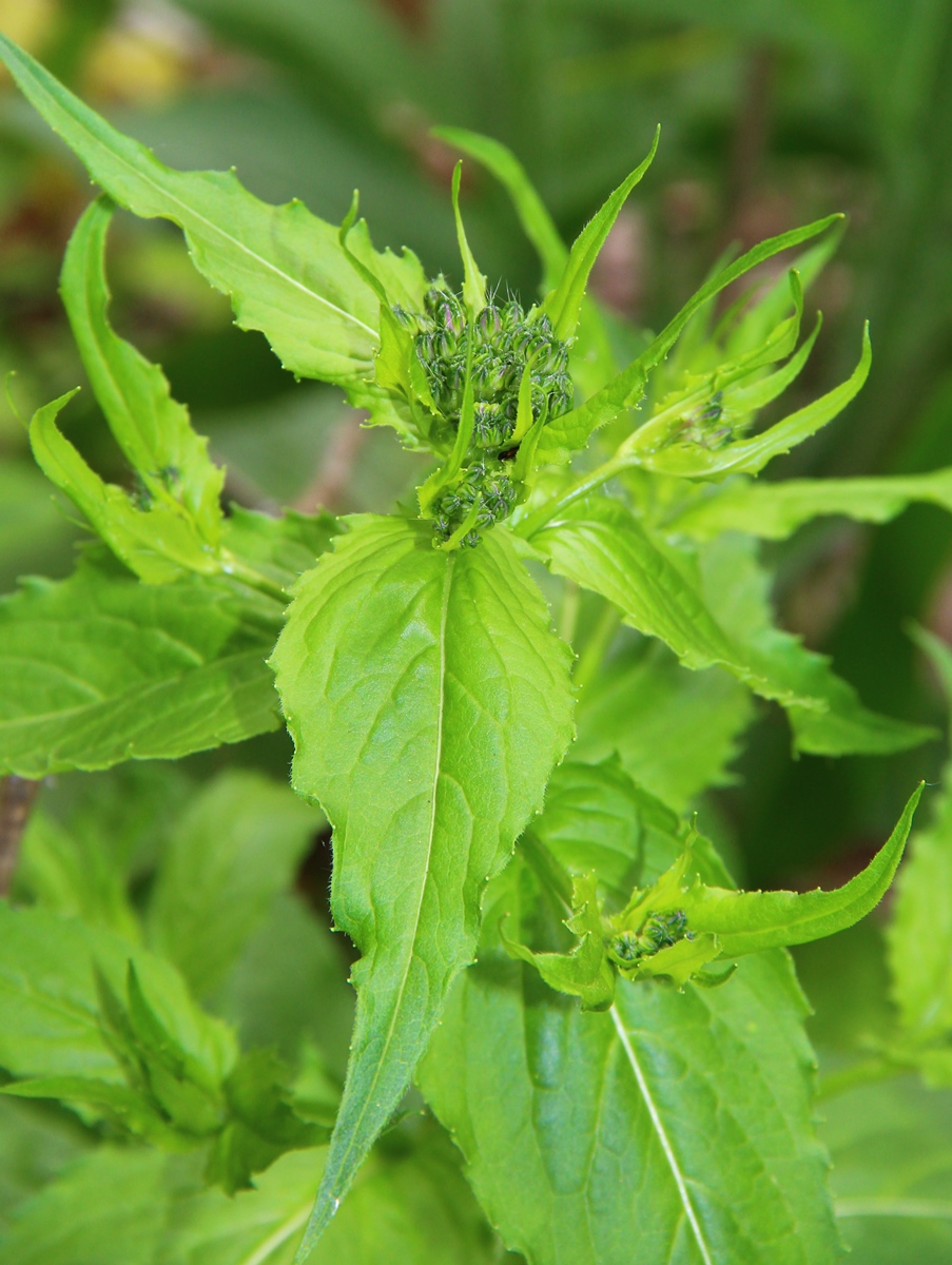 Image of Hesperis matronalis specimen.