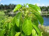 Sterculia quadrifida. Верхушка побега с соцветиями. Австралия, г. Брисбен, ботанический сад. 30.10.2016.