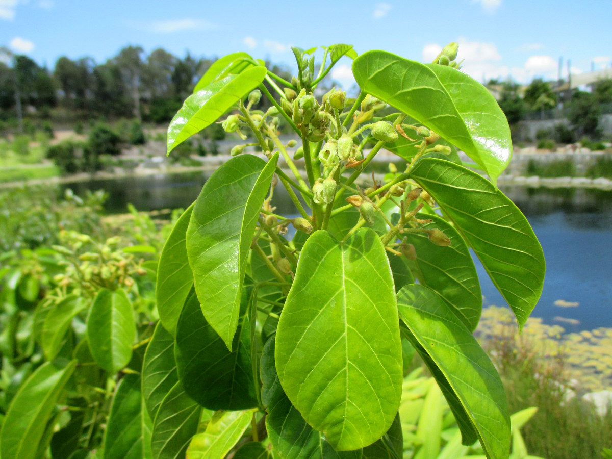 Изображение особи Sterculia quadrifida.