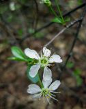 Cerasus fruticosa