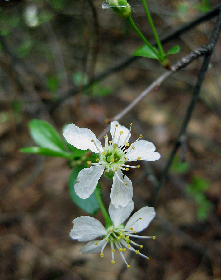Image of Cerasus fruticosa specimen.