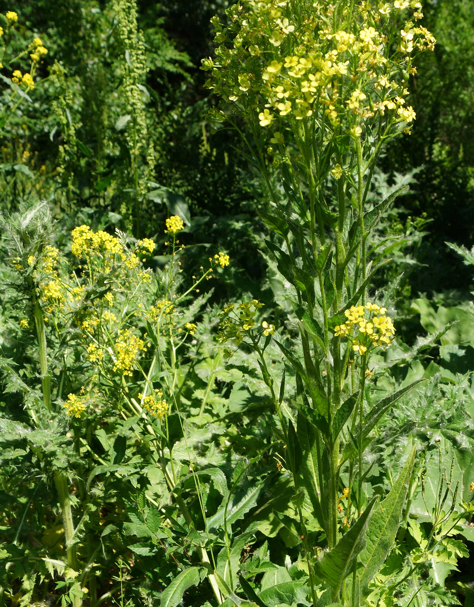 Image of Bunias orientalis specimen.