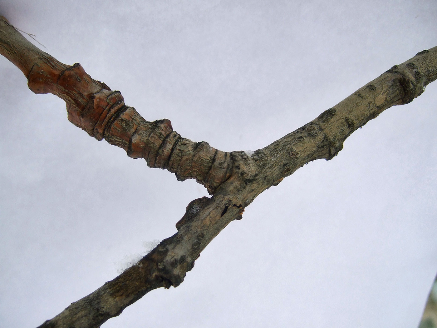 Image of Populus × rasumowskiana specimen.
