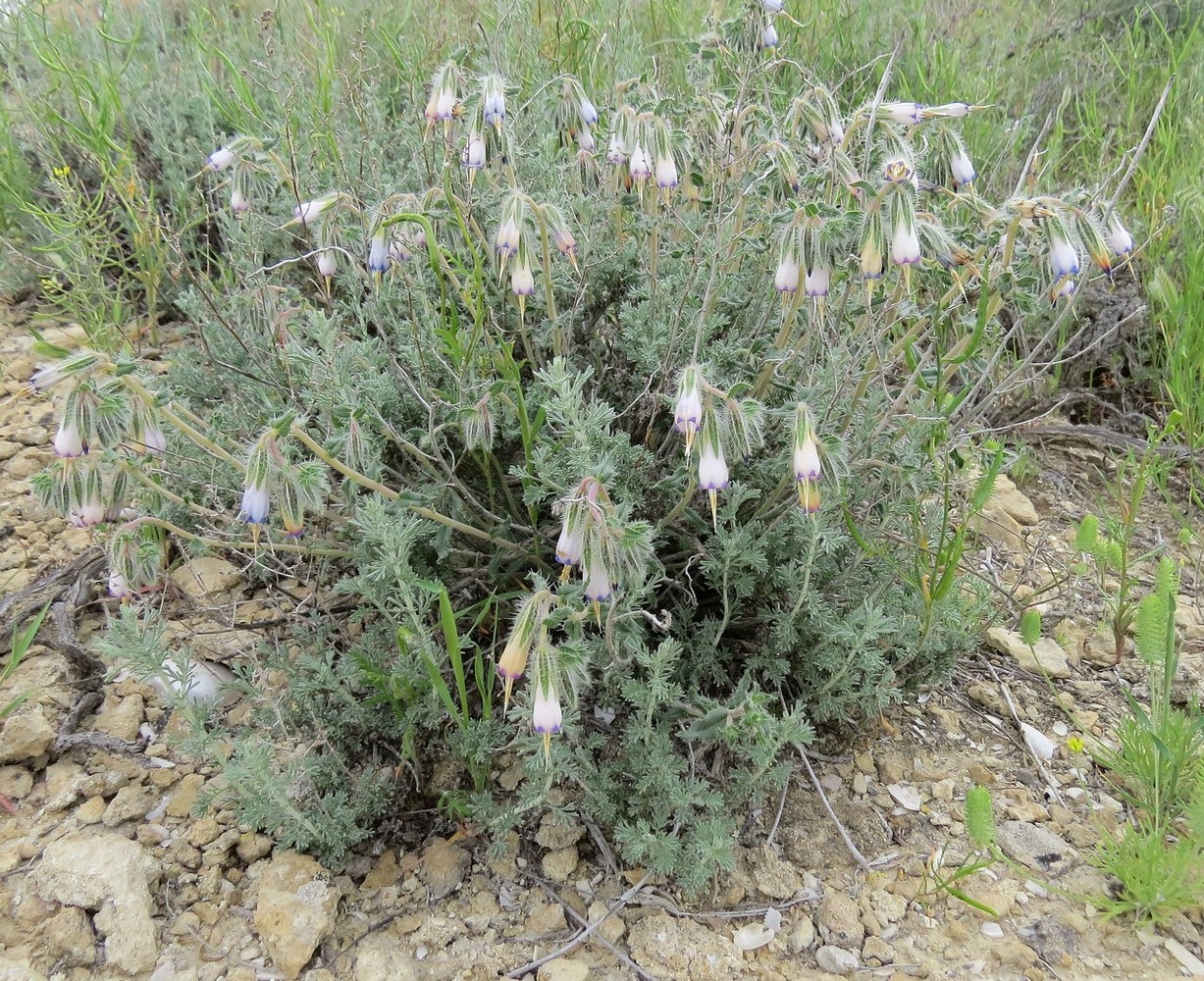 Image of Onosma staminea specimen.