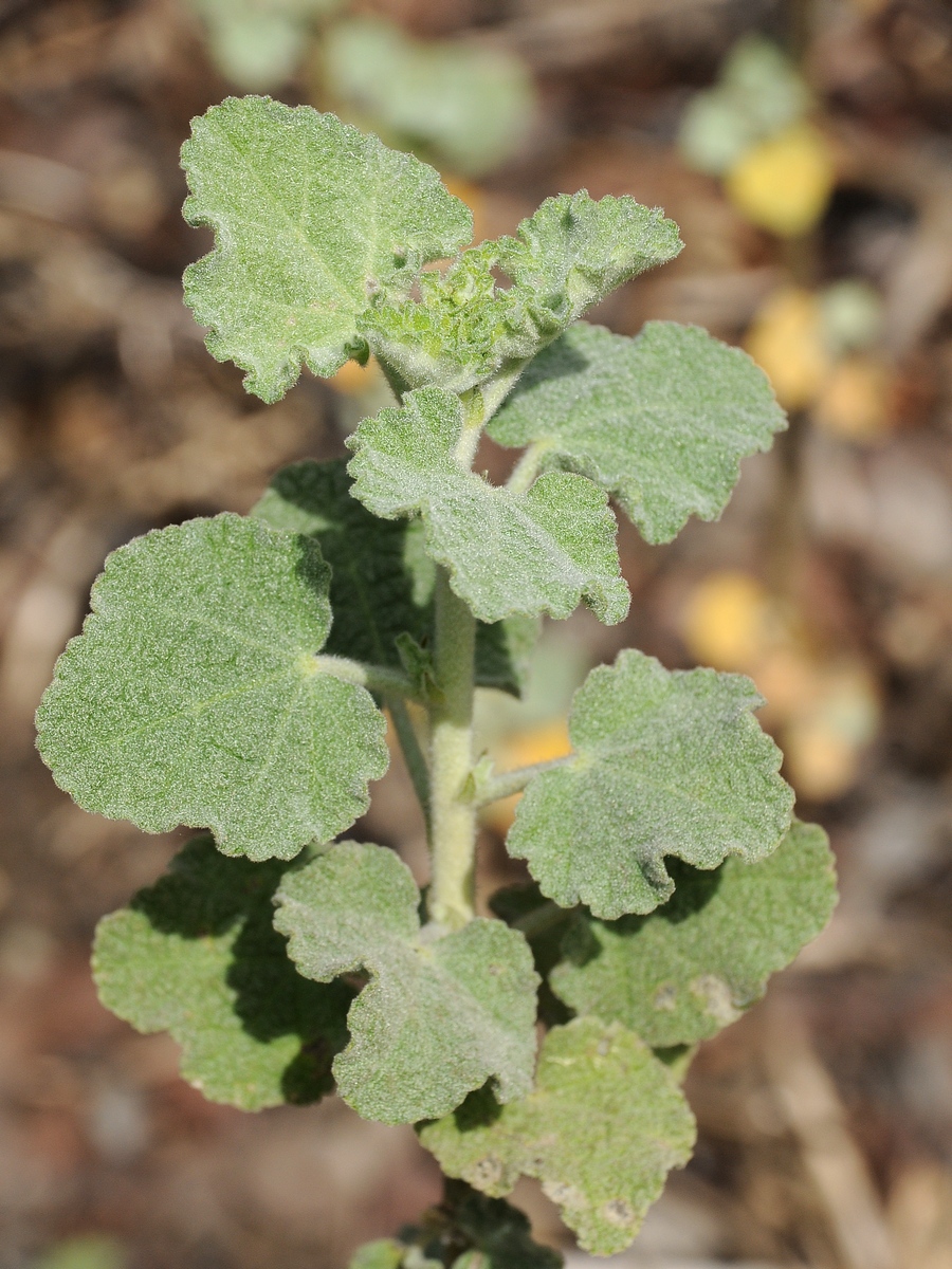 Image of Malacothamnus fremontii specimen.
