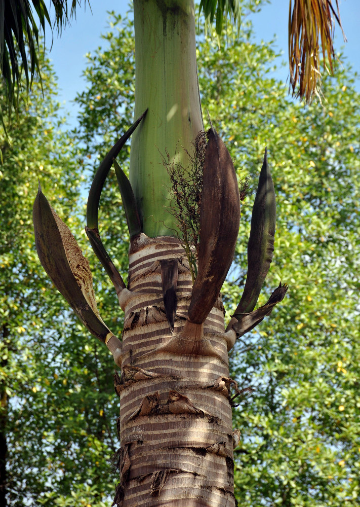 Image of Roystonea regia specimen.
