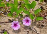Ipomoea pes-caprae