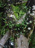 Pyrrosia lanceolata. Вегетирующие растения на стволе дерева. Малайзия, о-в Калимантан, национальный парк Бако, прибрежный лес. 08.05.2017.