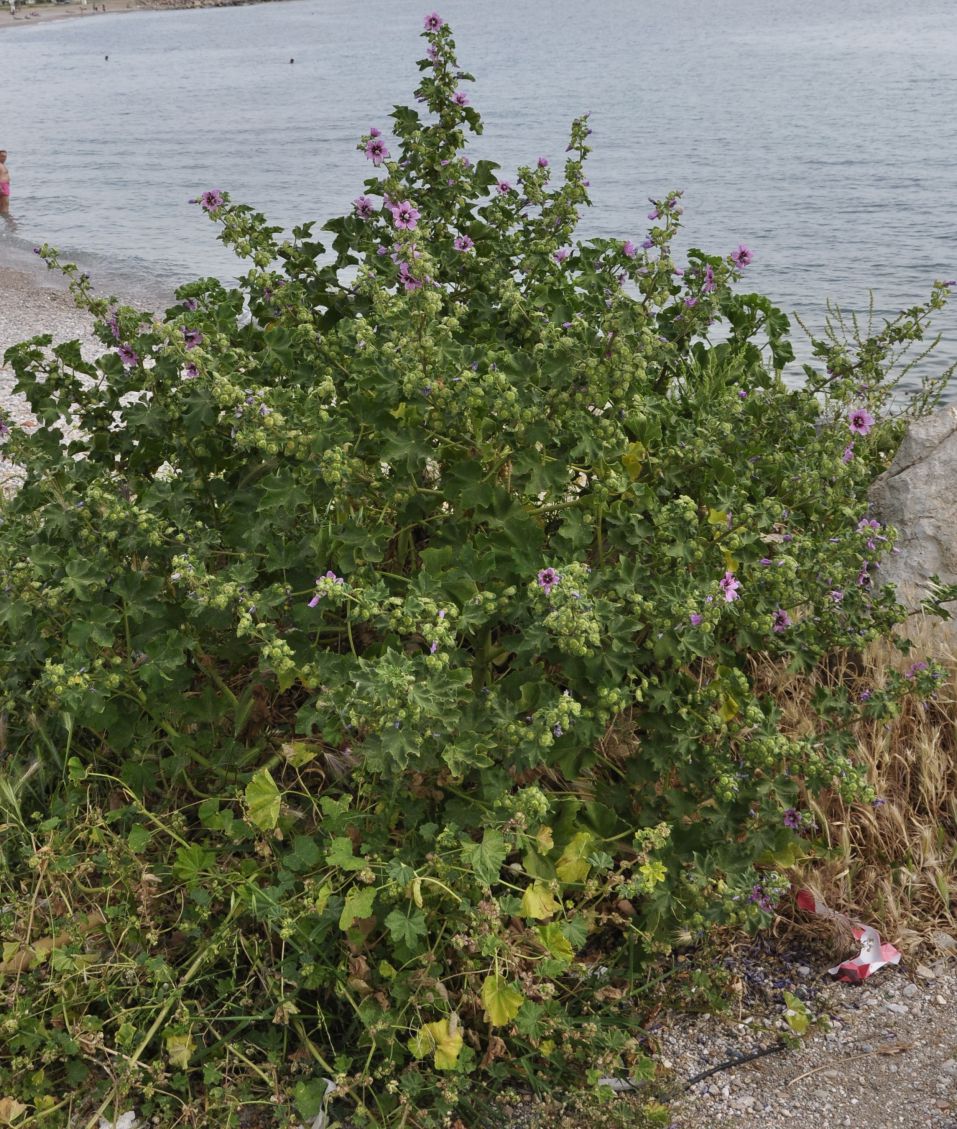 Image of Malva arborea specimen.