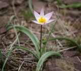 Tulipa patens. Цветущее растение. Казахстан, Карагандинская обл., Улытауский р-н, скальное обнажение на берегу р. Дуйсембай. 21.04.2018.