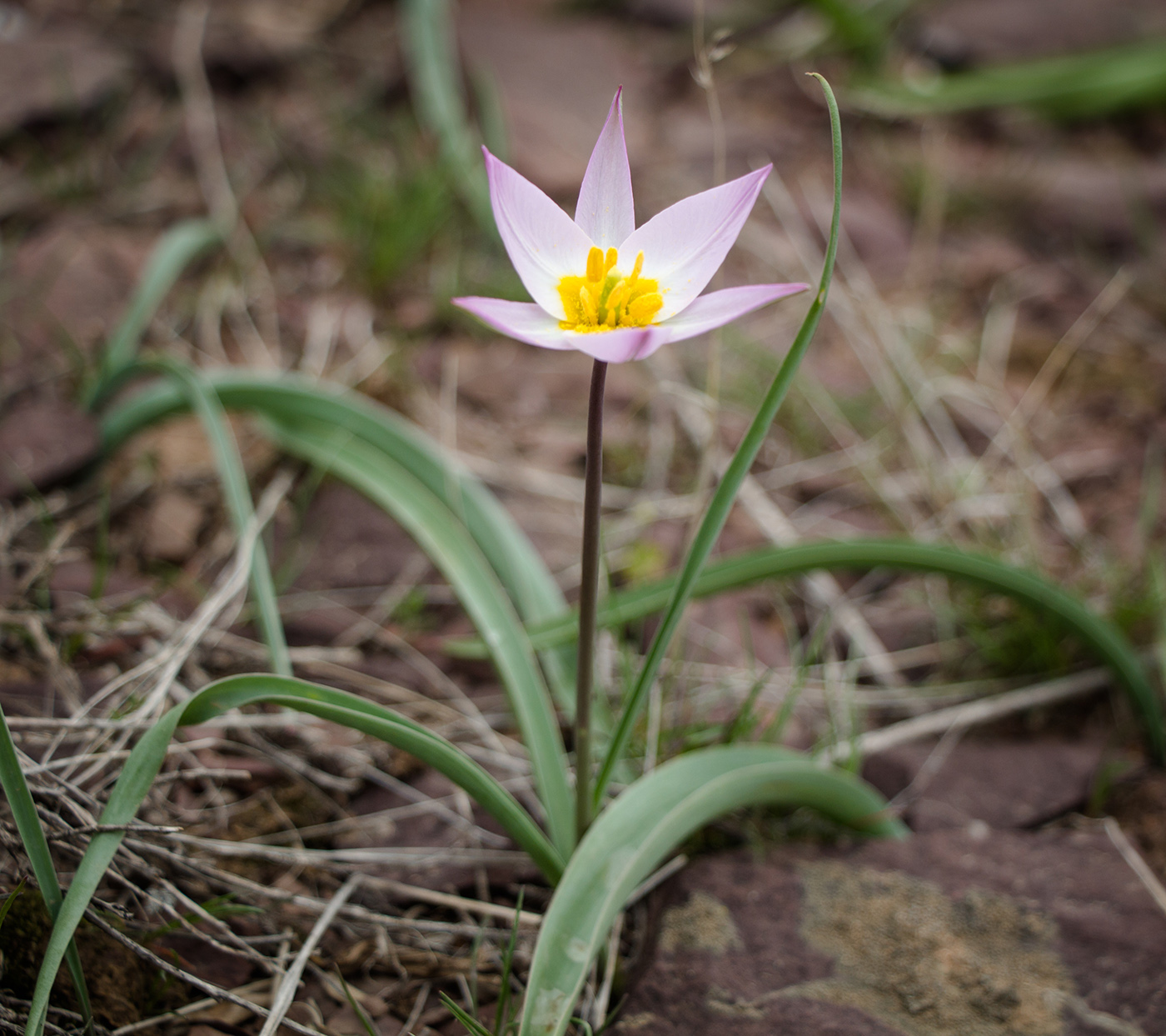 Image of Tulipa patens specimen.