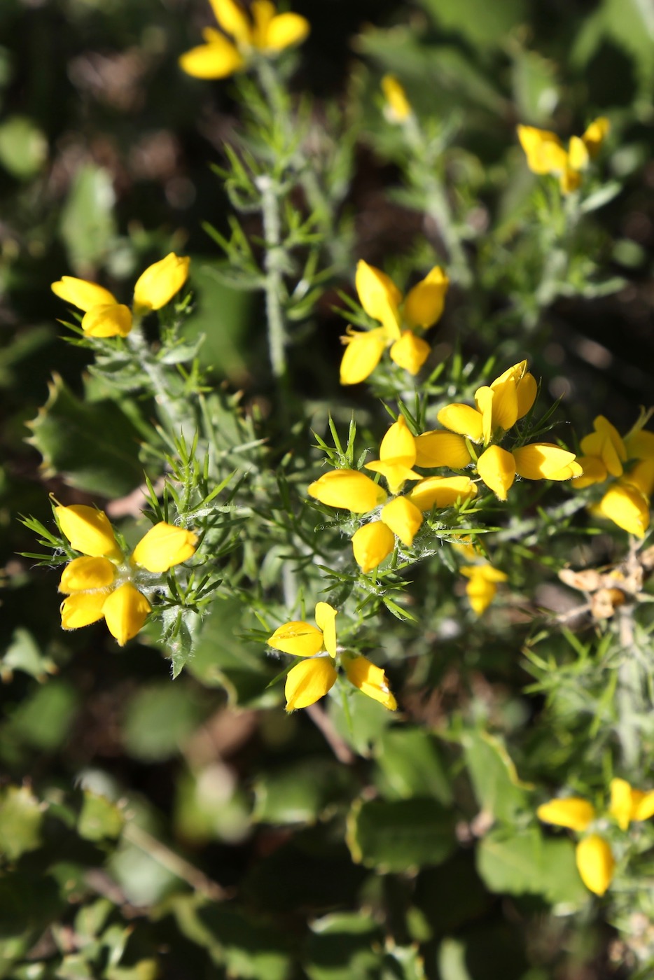 Изображение особи Genista hispanica.