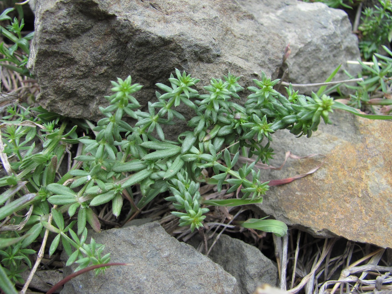 Изображение особи Galium humifusum.