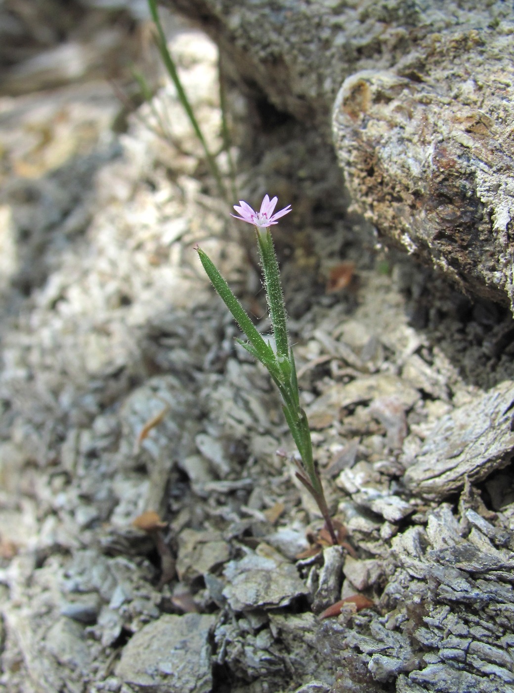 Image of Velezia rigida specimen.