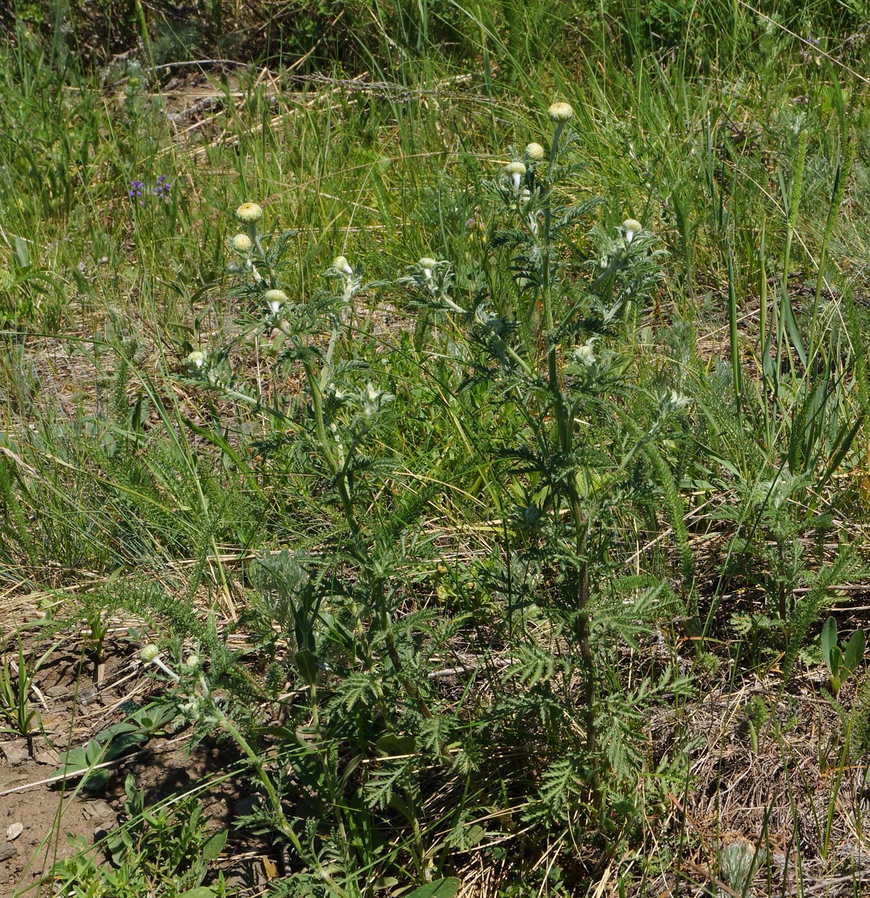 Image of Anthemis tinctoria specimen.