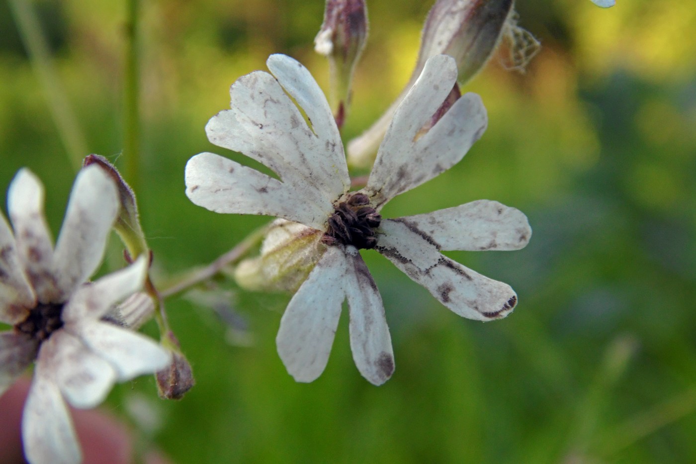 Изображение особи Silene italica.