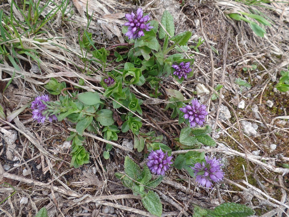 Image of Veronica densiflora specimen.