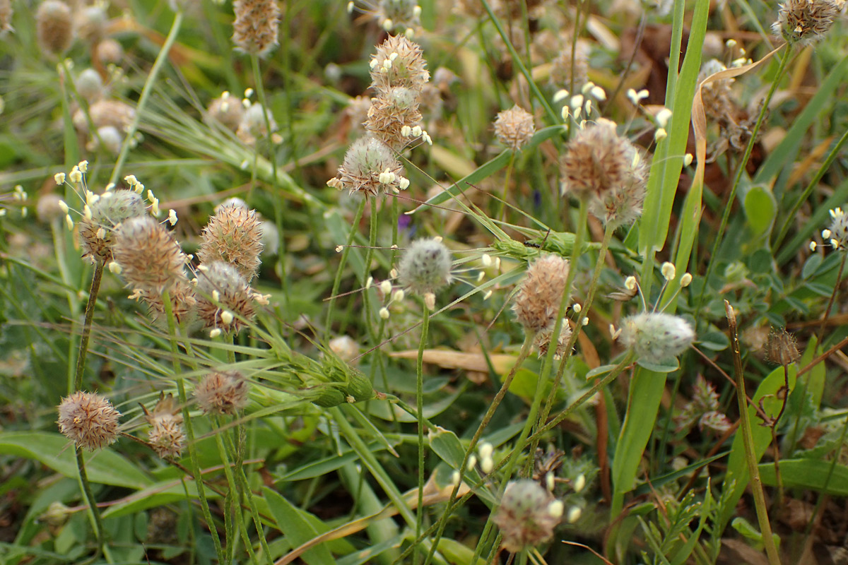 Изображение особи Plantago lagopus.