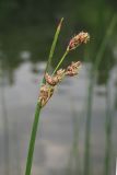 Schoenoplectus litoralis. Верхушка побега с соцветиями. Крым, Симферополь, пруд в Гагаринском парке. 18.07.2018.