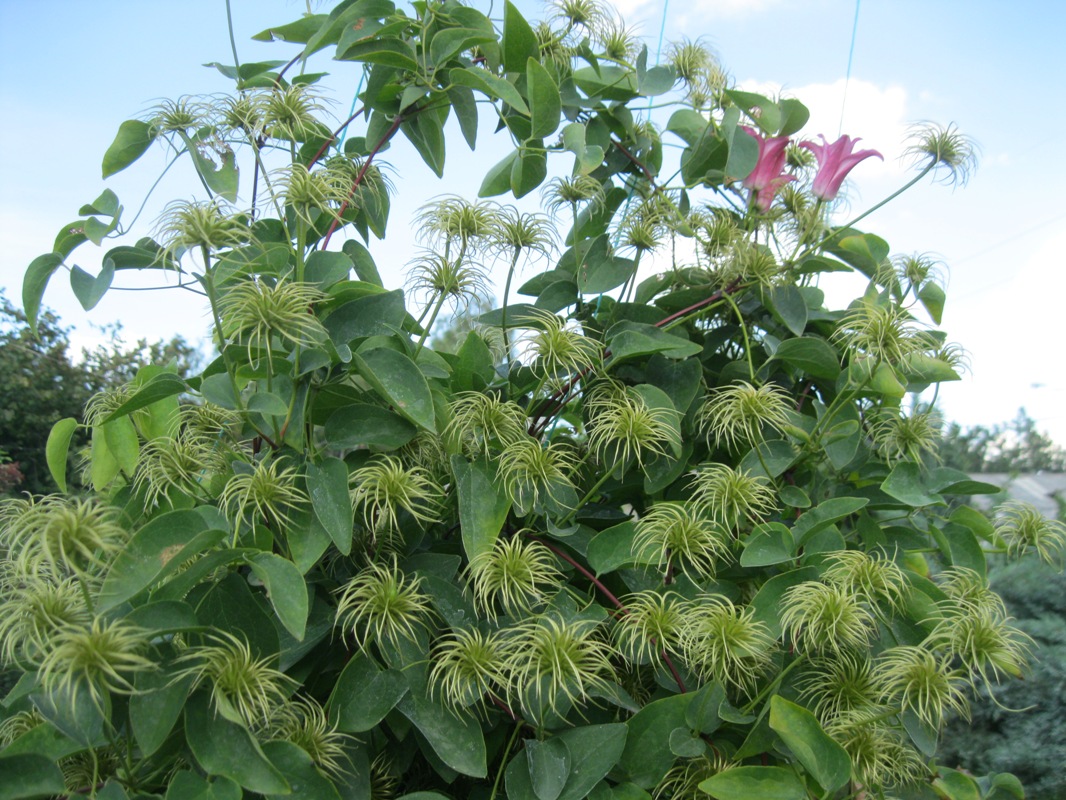 Image of Clematis &times; jackmanii specimen.