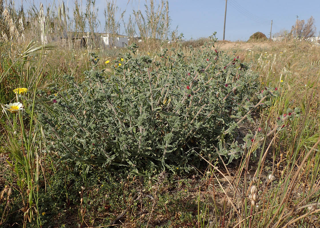 Image of Echium angustifolium specimen.