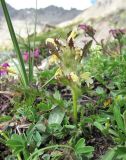 Pedicularis condensata. Отцветающее растение. Кабардино-Балкария, Эльбрусский р-н, долина р. Ирикчат, ок. 3200 м н.у.м., альпийский луг. 06.08.2018.