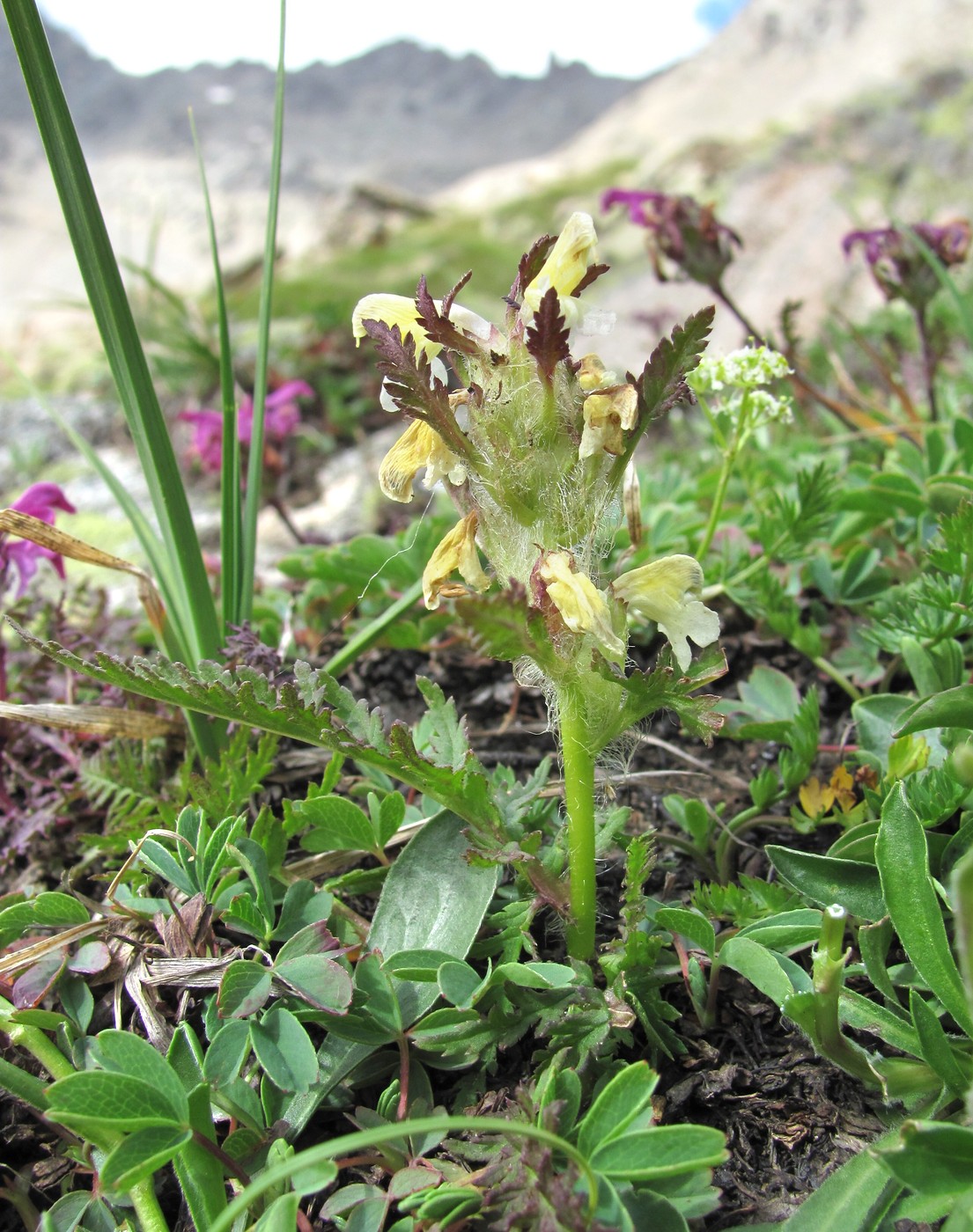 Изображение особи Pedicularis condensata.