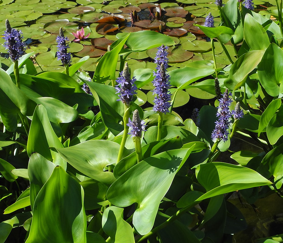 Изображение особи Pontederia cordata.