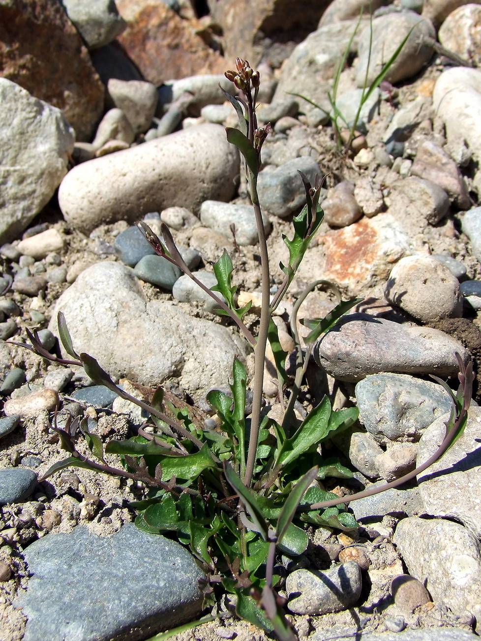 Изображение особи Arabidopsis lyrata.