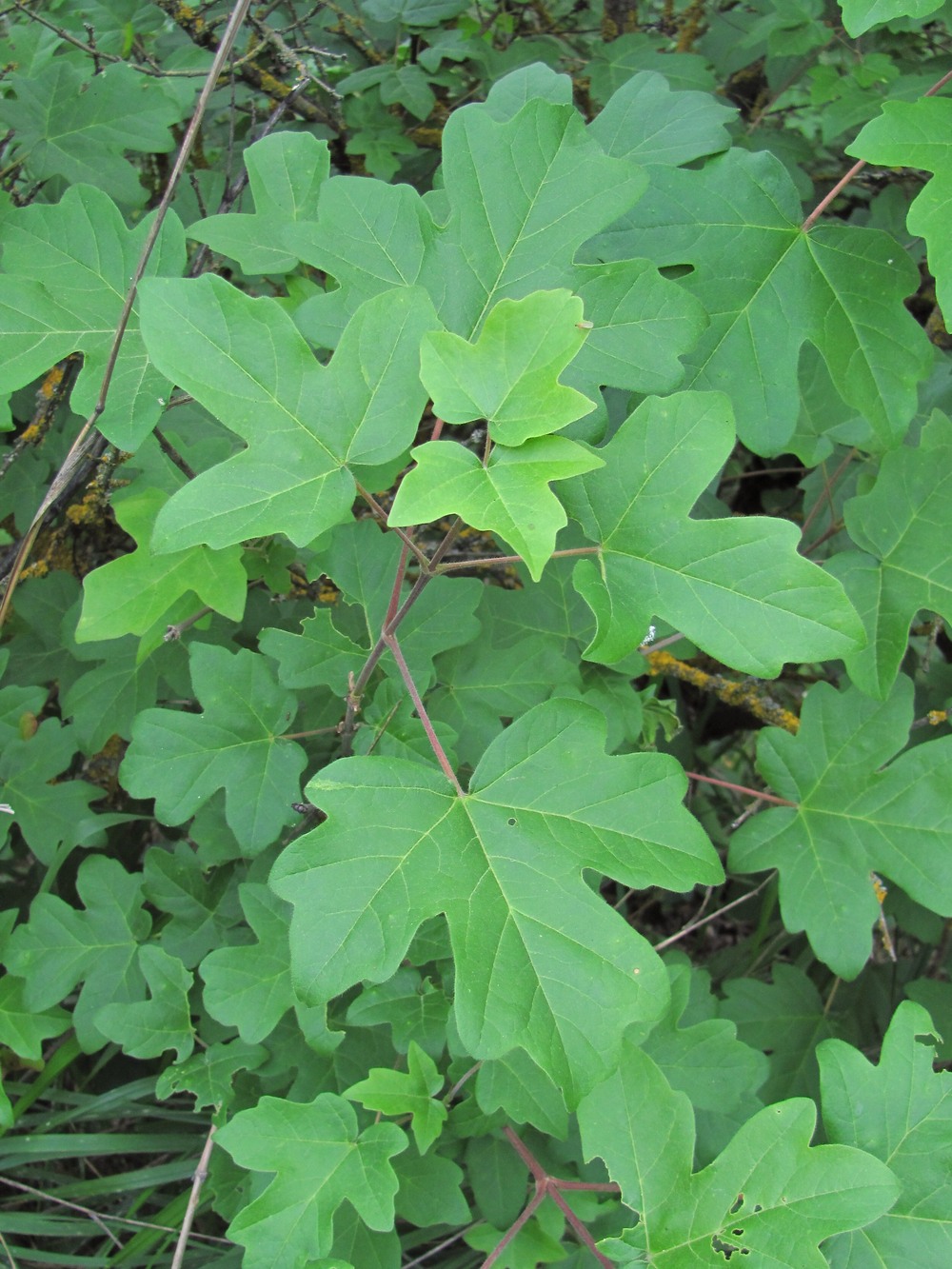 Image of Acer campestre specimen.