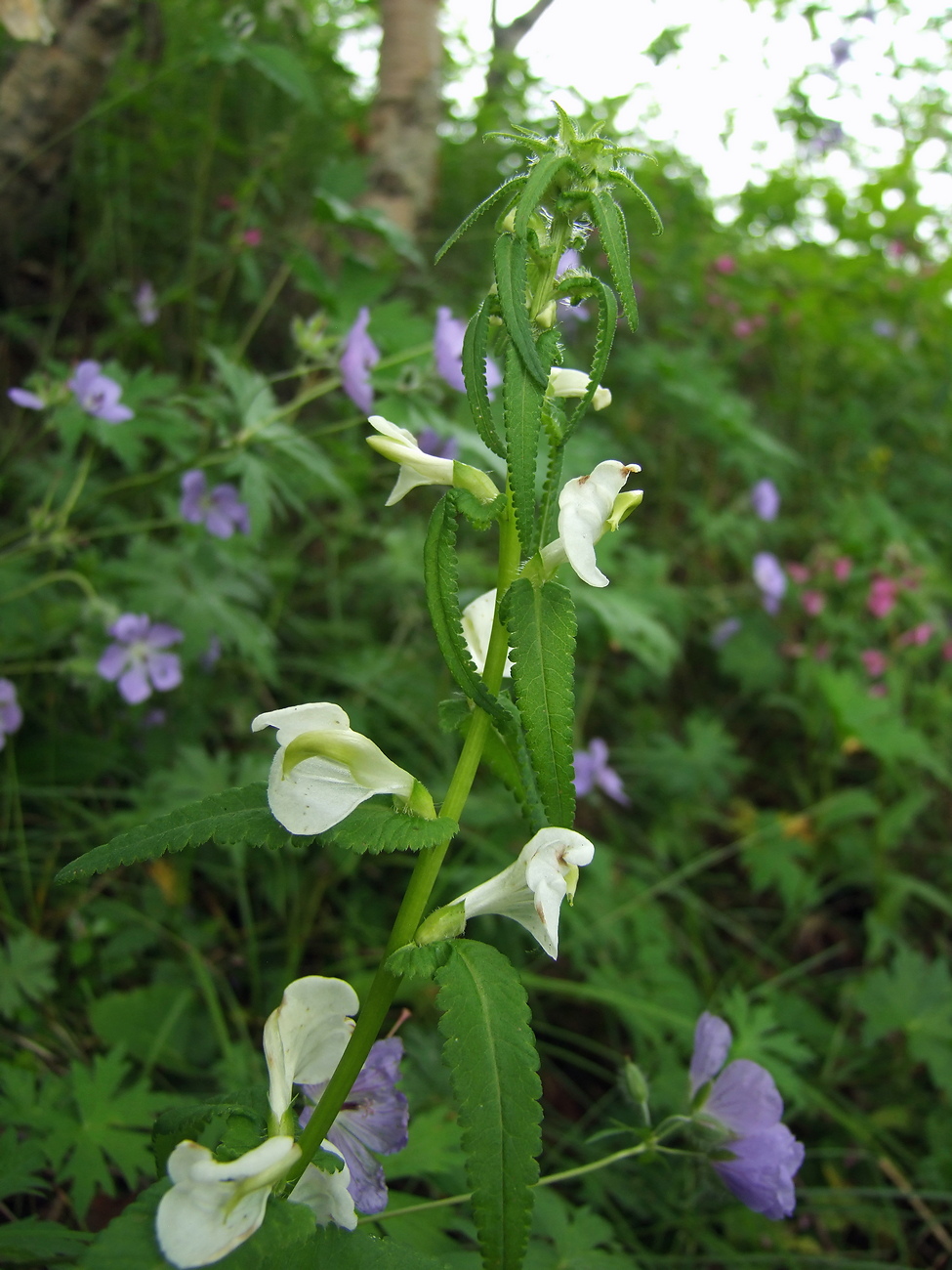 Изображение особи Pedicularis resupinata.